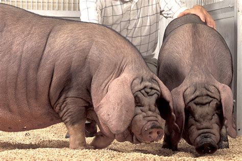 are pigs native to china